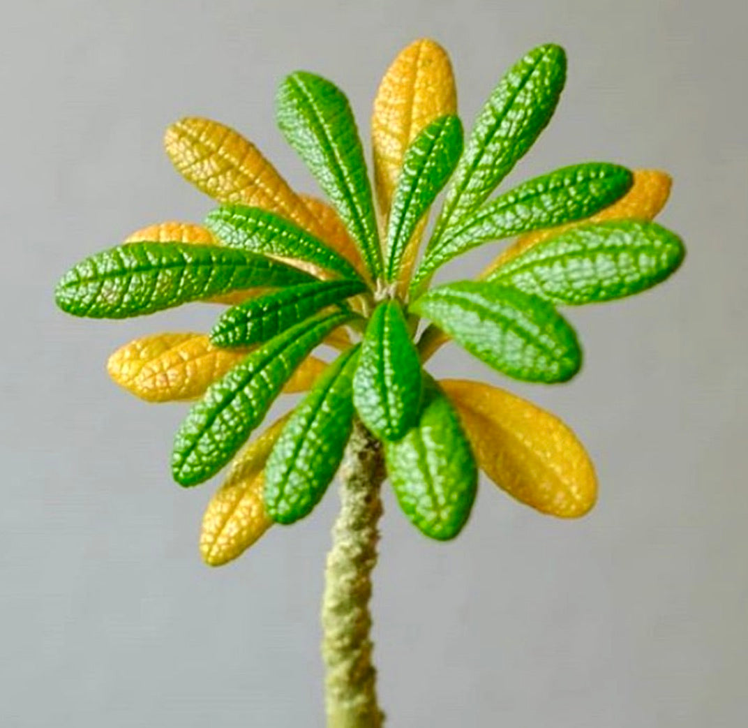 Dorstenia gigas sjelden sukkulent med teksturerte grønne og gule blader på tykk stilk