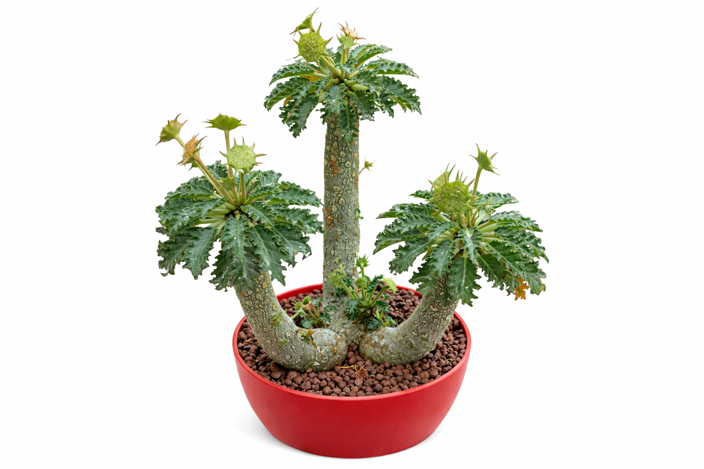 Dorstenia horwoodii sukkulent med tykke, teksturerte stammer og taggete grønne blader i rød potte