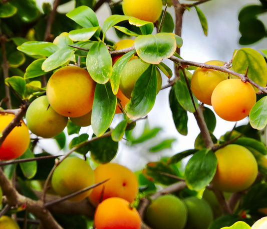 Ramas espinosas de Dovyalis caffra con hojas verdes brillantes y racimos de frutos maduros amarillo-naranja
