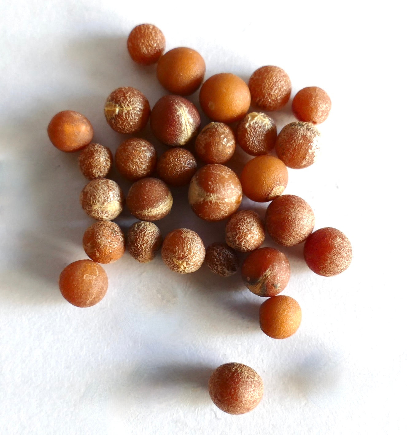 Dracaena cambodiana brown textured round seeds close-up on white background