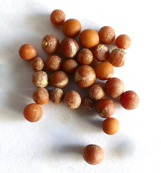 Dracaena cambodiana brown textured round seeds close-up on white background