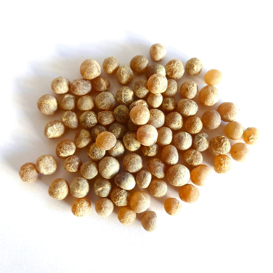 Dracaena cochinchinensis round textured brown seeds for rare tropical plant propagation