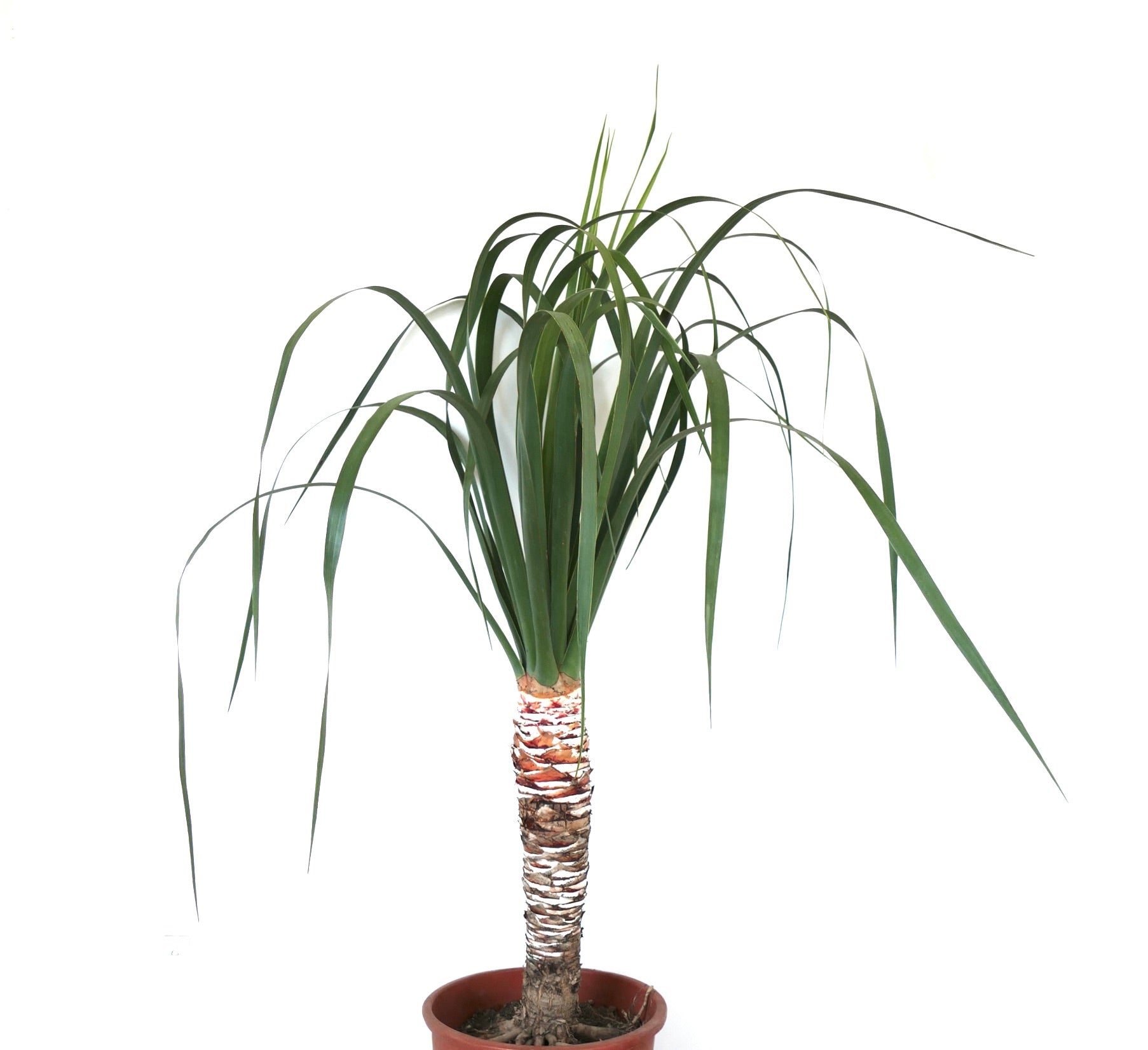 Dracaena draco | Canary Islands Dragon Tree | Healthy Plant | Buy