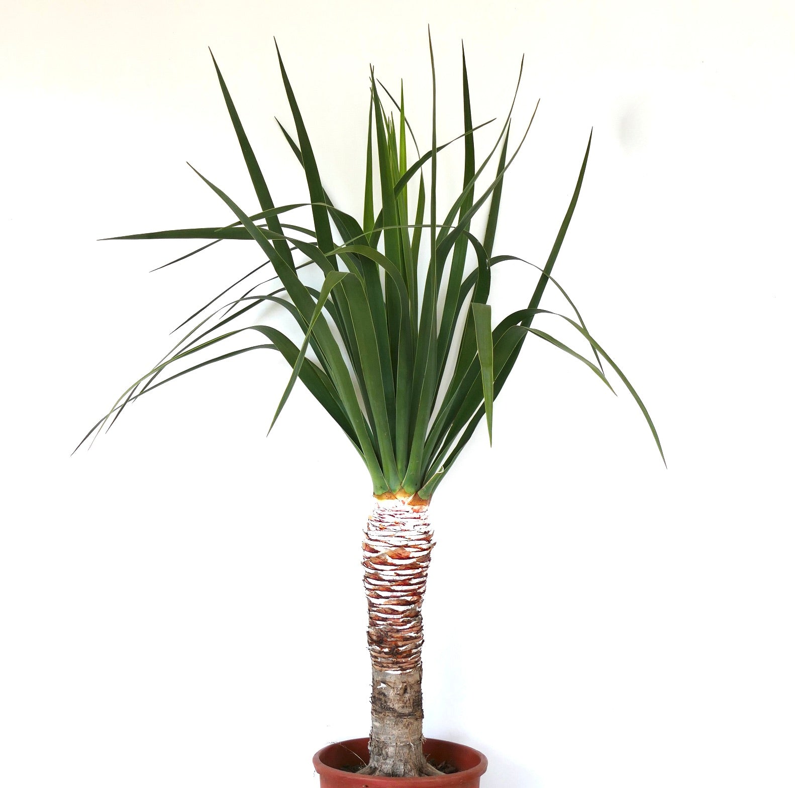 【希少】ドラセナ ドラコ/Dracaena draco※本物③ Dracaena draco | Dragon Tree | Canary Islands Dragon Tree | Buy
