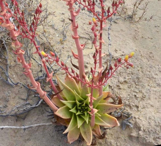 Dudleya acuminata sukkulent rosett med høye rosa blomstrende stilker og gule knopper