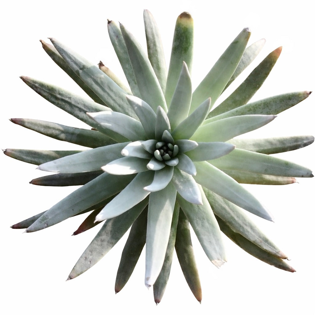 Dudleya pauciflora sukkulent rosett med avlange, lys grønne blader og spisse tips