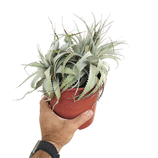 Dyckia argentea succulent with spiky silver-gray leaves in terracotta pot held by hand