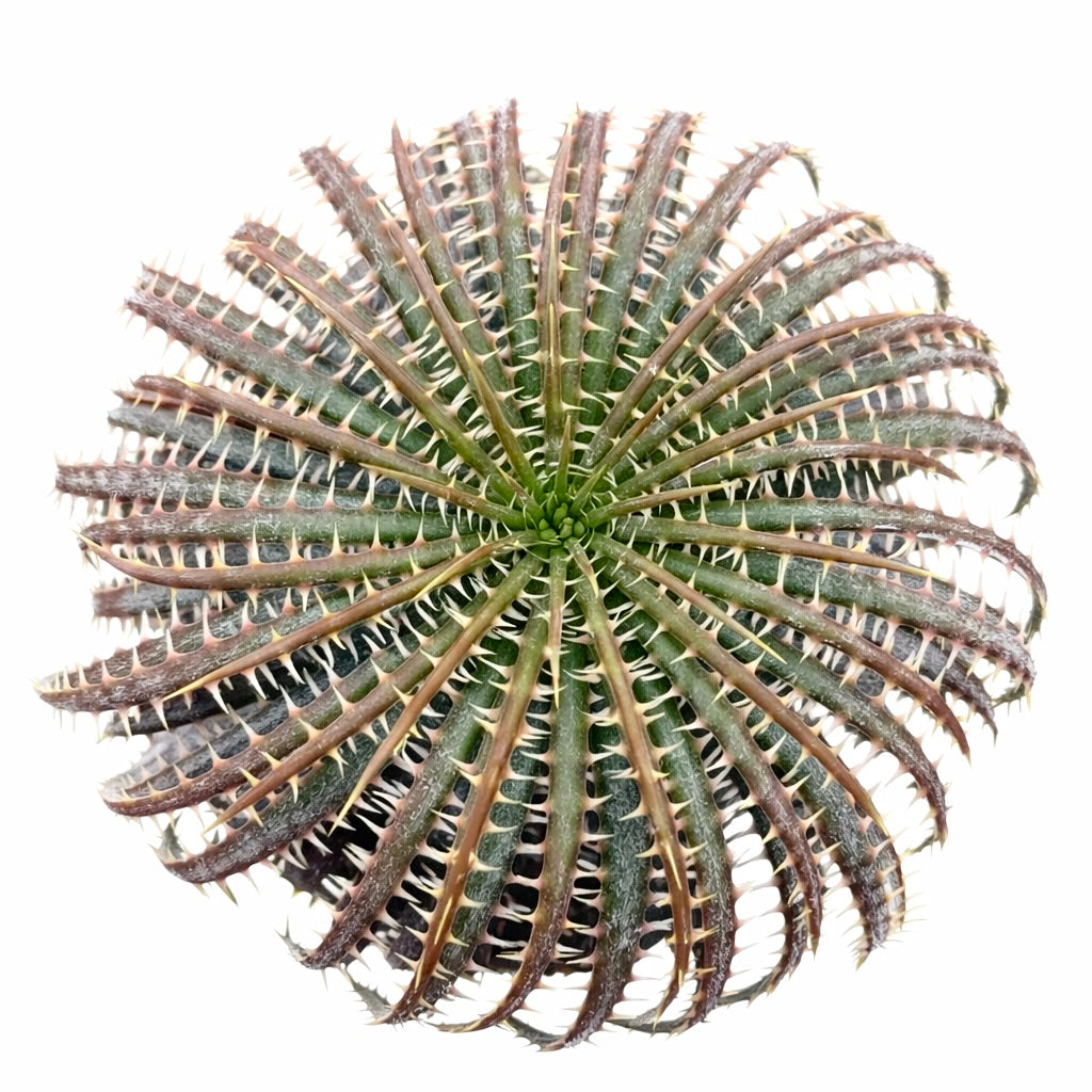 Rosette succulente Dyckia delicata avec des feuilles épineuses, côtelées et une coloration allant du vert au brun