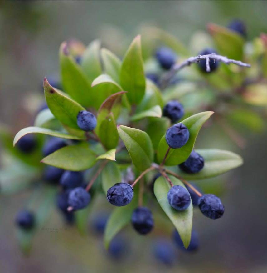 Myrtus communis Rare Species for Enthusiasts