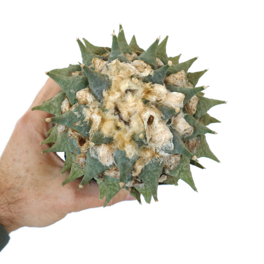 Ariocarpus confusus X Ariocarpus retusus cv CAULIFLOWER WV20 rare succulent cactus with woolly textured crown and pointed tubercles