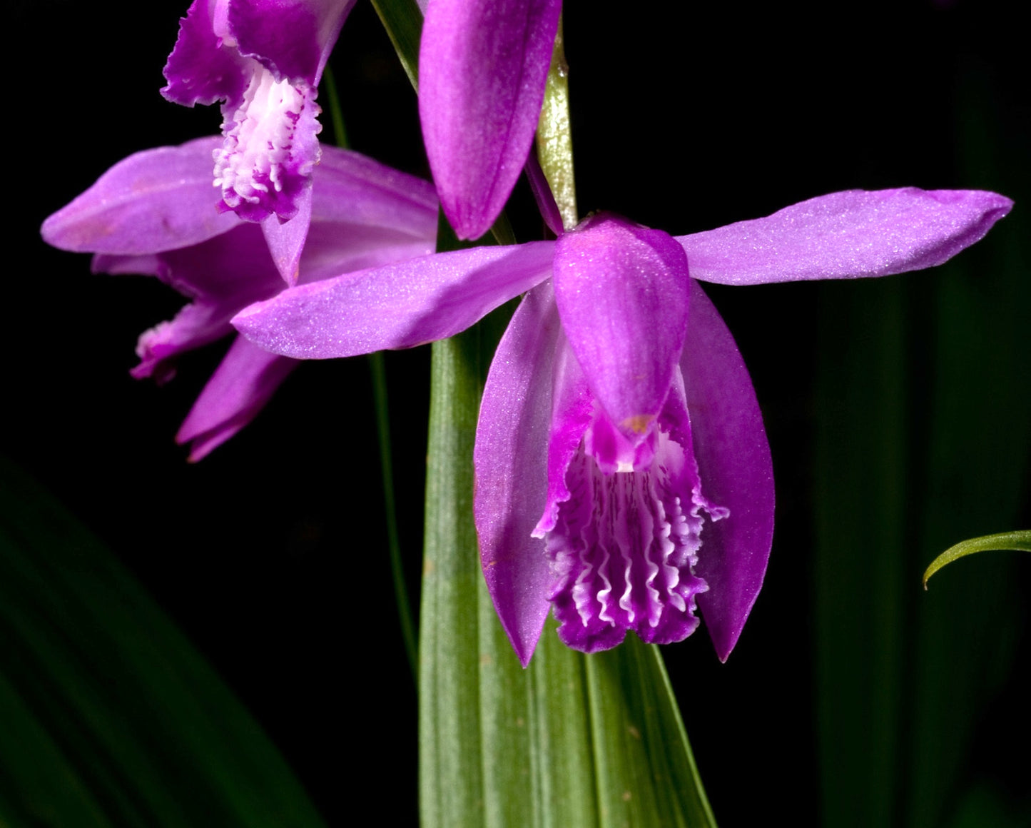 Bletilla striata vibrant purple orchid flower with ruffled lip and green leaves