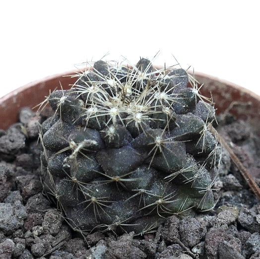 Copiapoa tenuissima dark green succulent cactus with thin white spines in pot