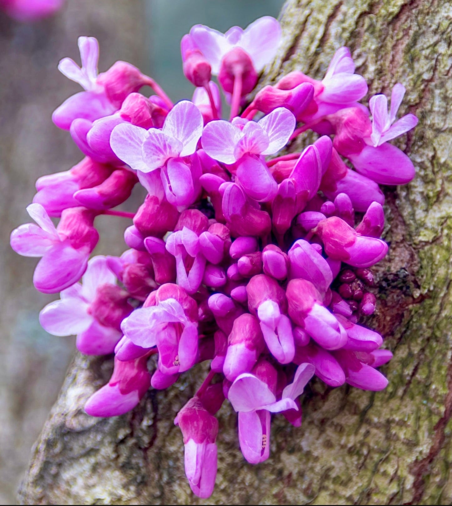 Cercis canadensis vibrant pink and purple clustered flowers blooming on tree bark