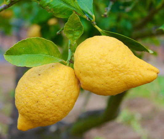Citrus X limon cv Femminello Siracusano 90-170cm