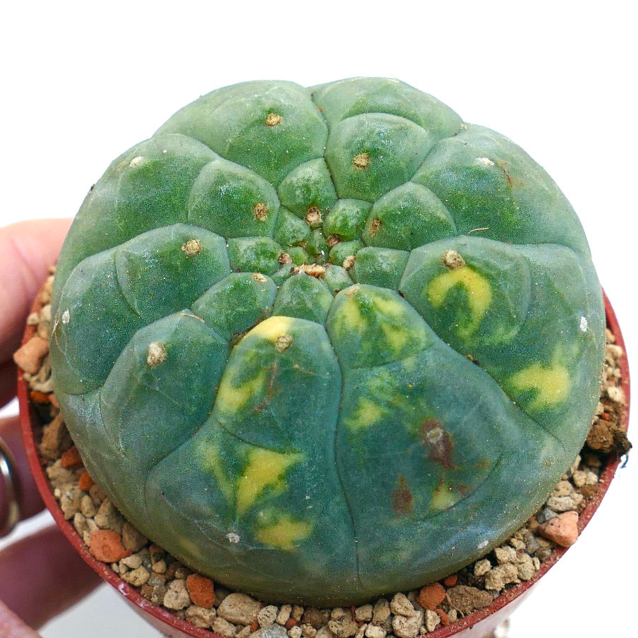 Matucana madisoniorum Sukkulente Kaktee mit bunt gefleckten, grünen und gelben, abgerundeten Warzen