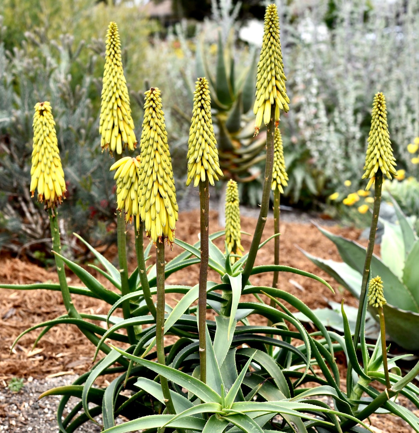 Aloe striatula succulent plant with tall yellow flower spikes and green spiky leaves