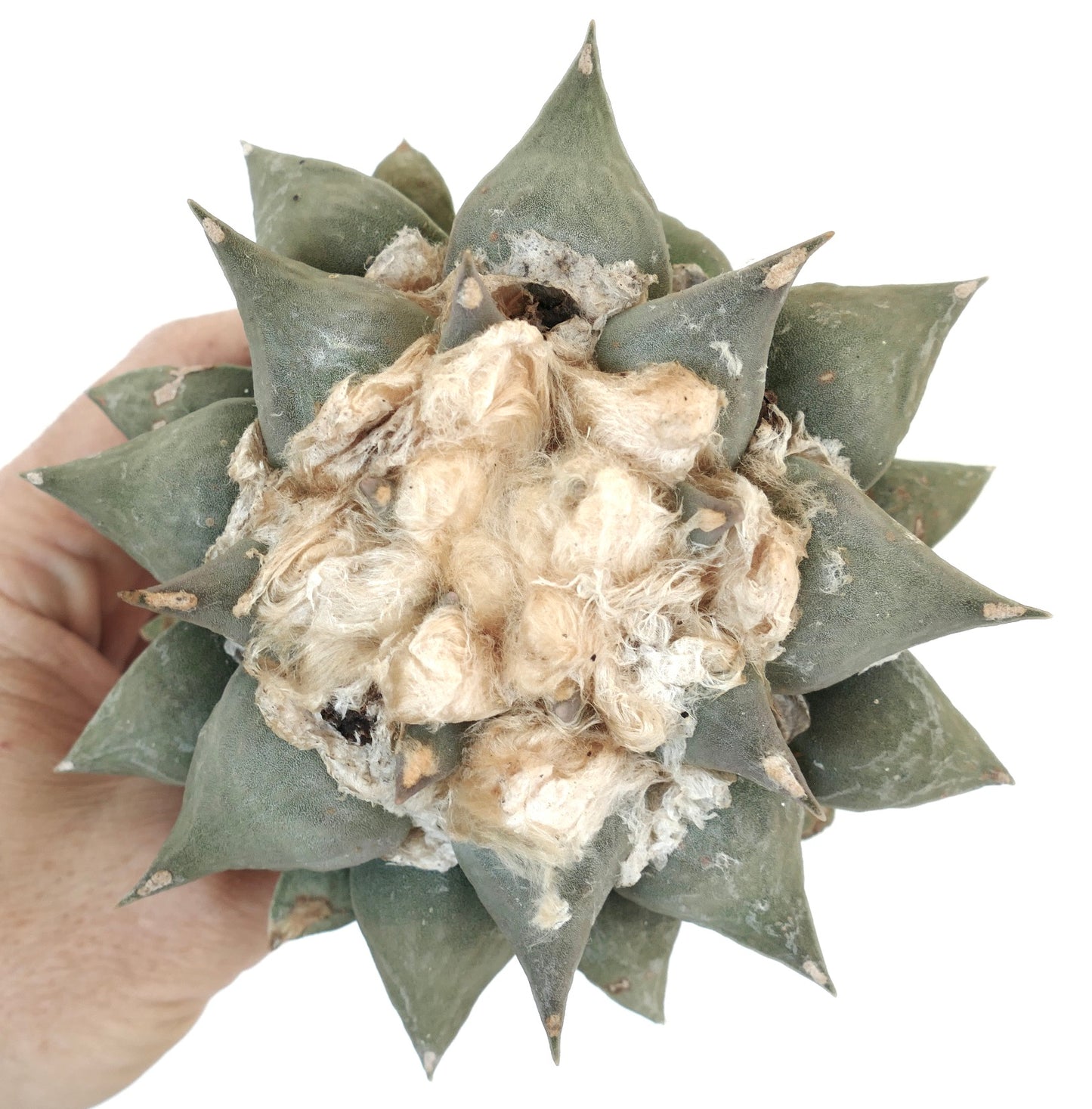 Ariocarpus retusus cv PECTINATUS x Ariocarpus furfuraceus C1 raro cactus succulento con centro lanoso e tubercoli verdi appuntiti