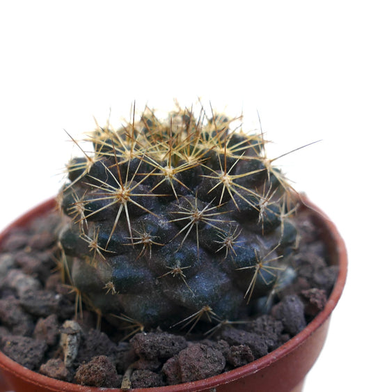 Petit cactus vert foncé Copiapoa tenuissima avec de longues épines jaunes dans un pot en terre cuite