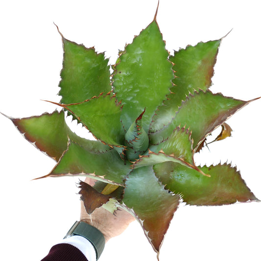 Agave cupreata succulent with broad green leaves and reddish-brown spiny edges
