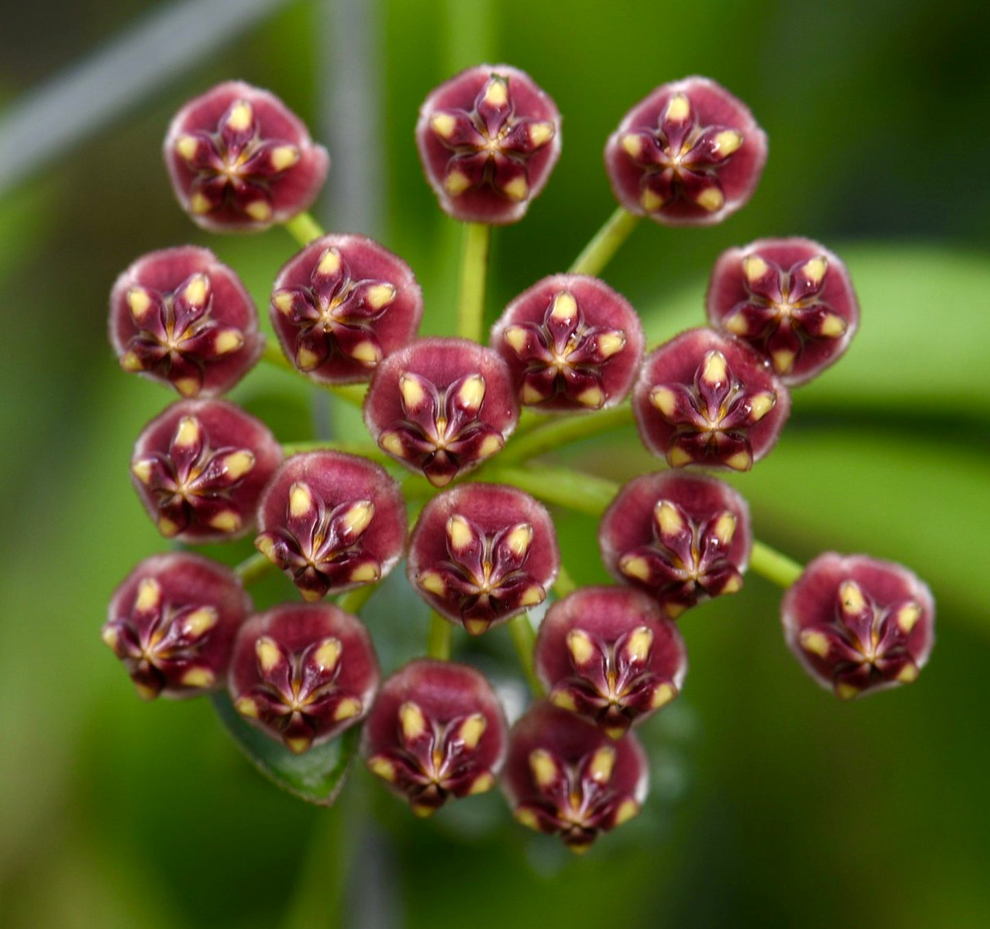 Hoya wayetii cluster of small star-shaped deep pink and yellow flowers