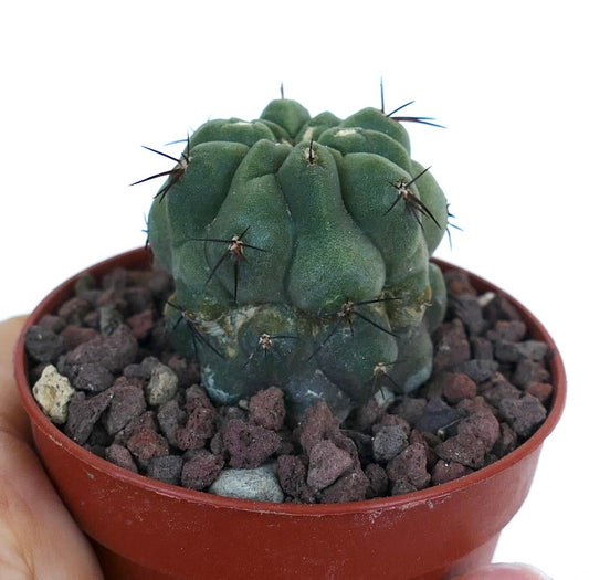 Petit cactus succulent Copiapoa cinerea avec des épines foncées et un corps vert texturé en pot