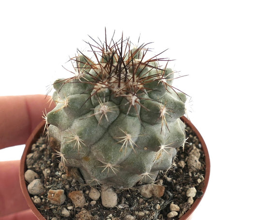 Copiapoa cinerea X desertorum succulent cactus with dense spines and grayish-green body in pot