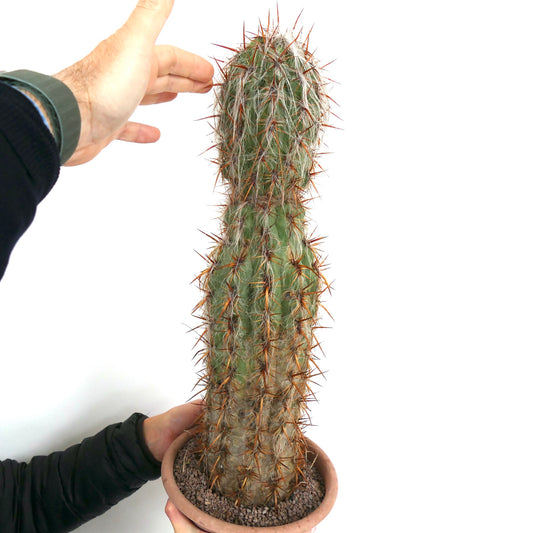 Oreocereus celsianus tall cactus with dense white hairs and long reddish spines in terracotta pot