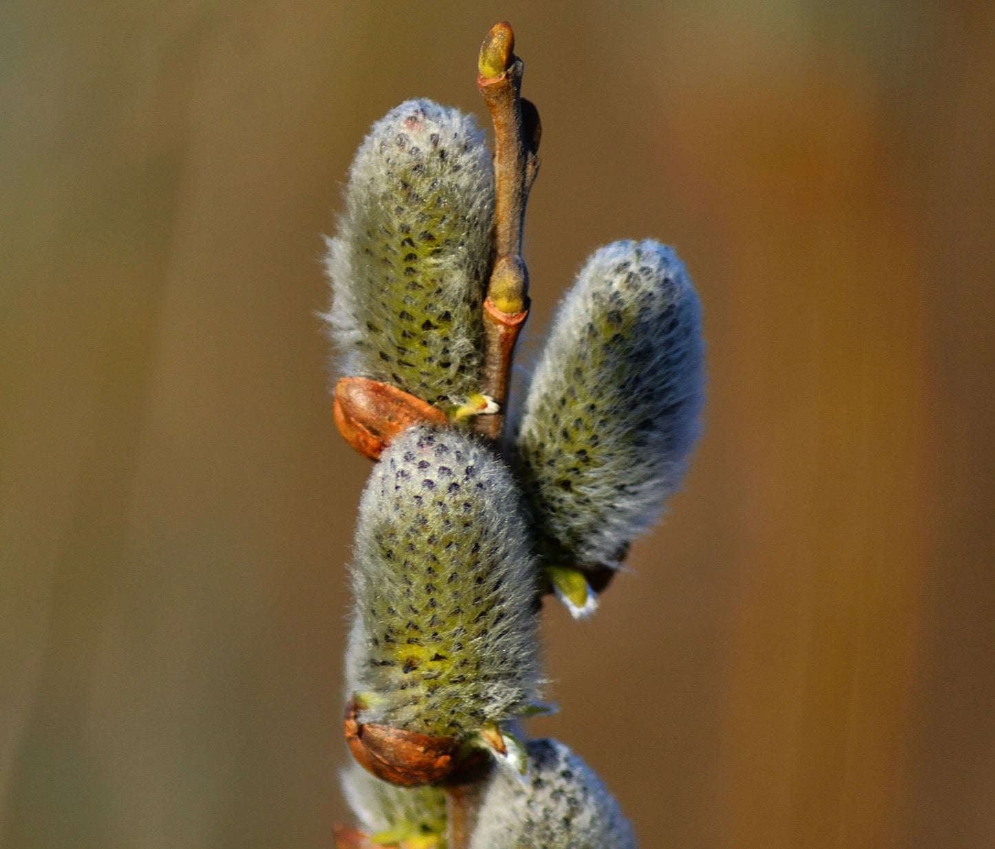 Salix alba fuzzy catkins with soft silvery hairs on slender brown twig