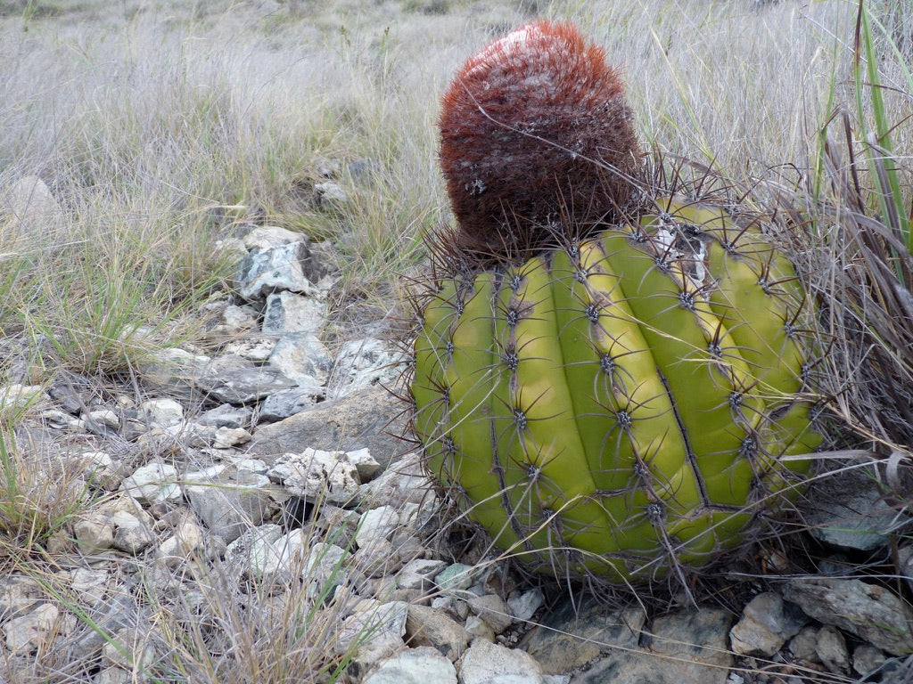 Melocactus sp. raro cactus suculento con cuerpo verde estriado y crecimiento de cefalio rojizo