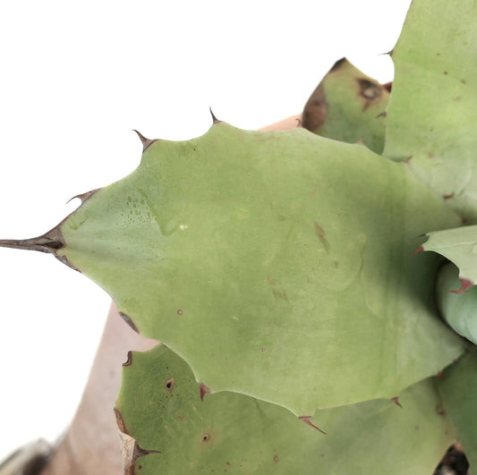 Agave bovicornuta X Agave parryi succulent with broad green leaves and sharp brown spines