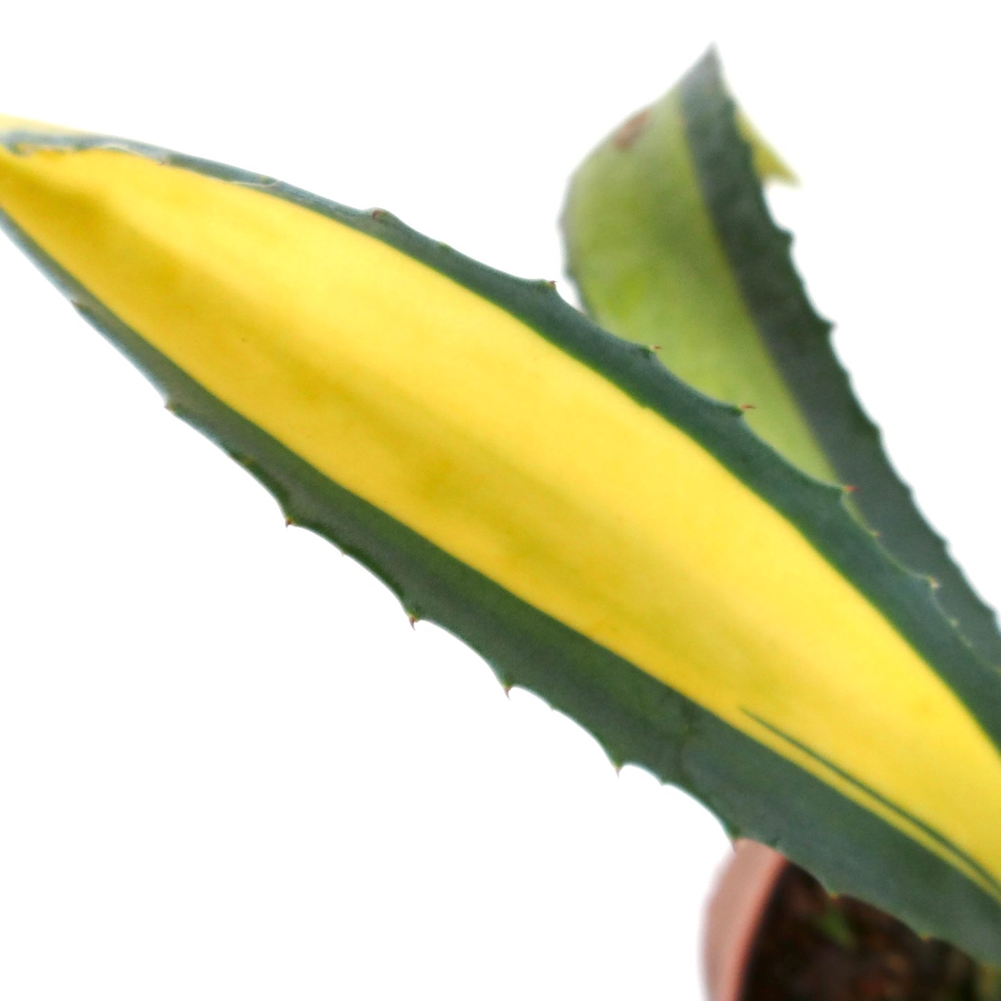 Agave americana MEDIOPICTA YELLOW VARIEGATED A14