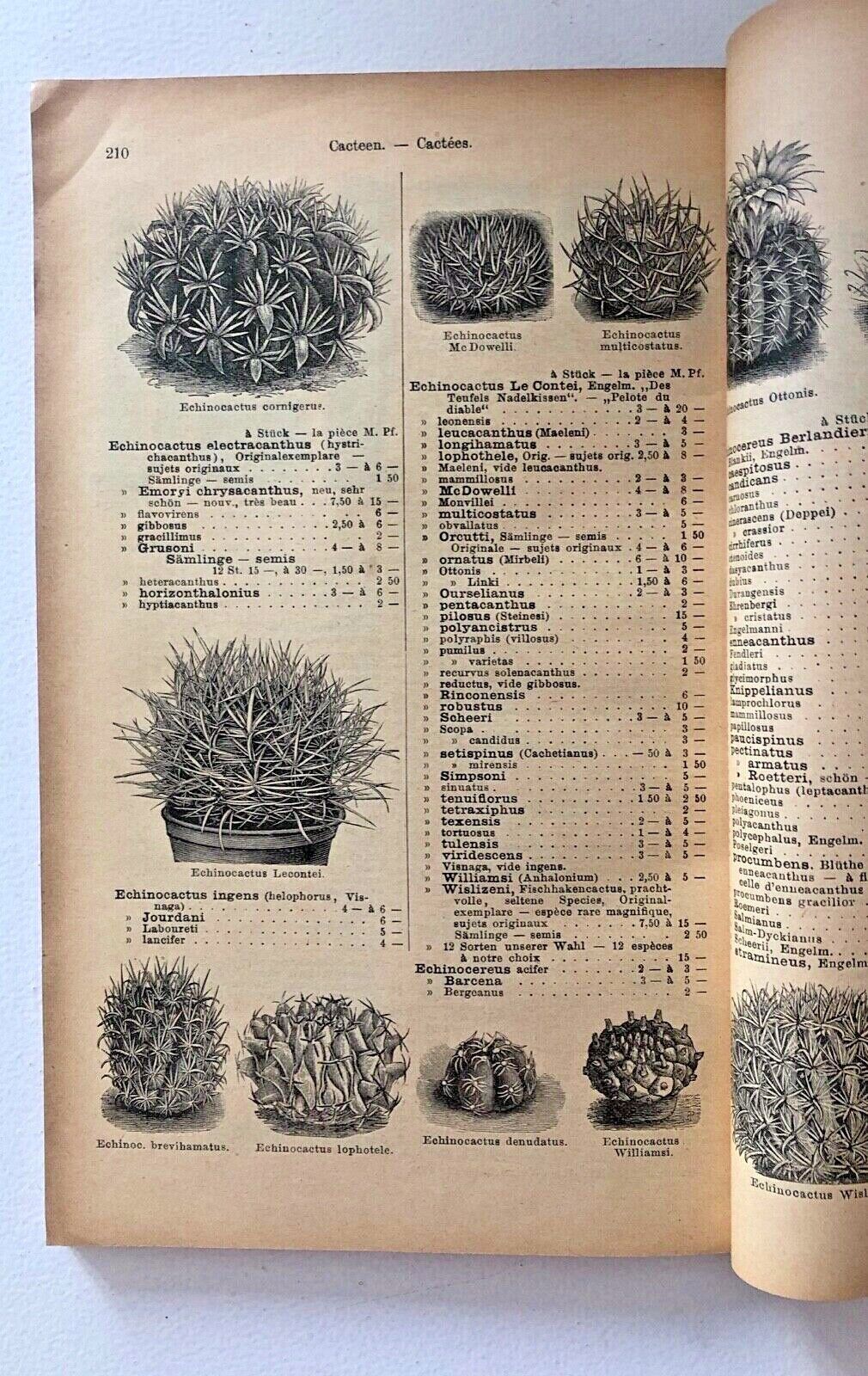 Haage & Schmidt 1898 Haupt-Verzeichniss Samen und Pflanzen