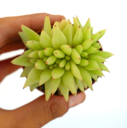 Echeveria agavoides CRESTED rare succulent with clustered pointed pale green leaves