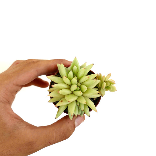 Echeveria agavoides crested succulent with dense, pointed pale green leaves in small pot
