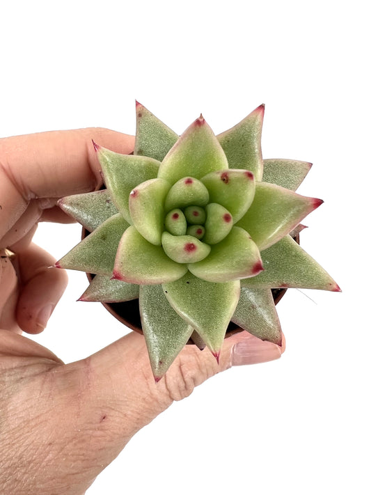 Echeveria agavoides succulent with rosette shape and red-tipped green leaves held in hand