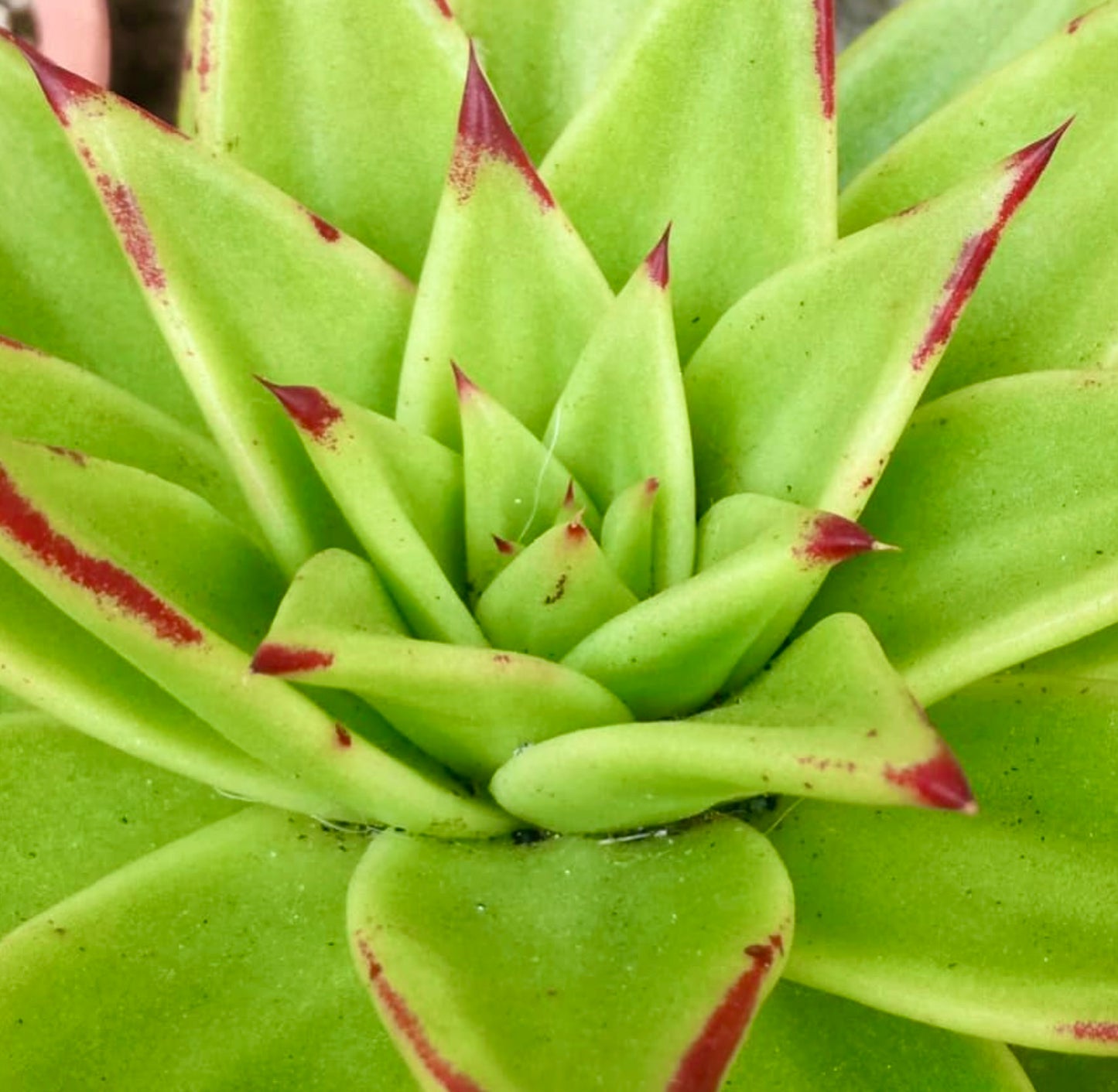 Echeveria agavoides cv MULTIFIDA sukkulent med lysegrønne blader og røde spisser