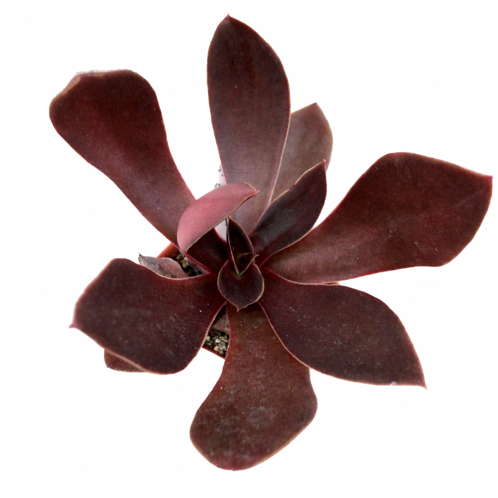 Echeveria aurantiaca mørkerød sukkulent med brede, glatte blader i rosettform