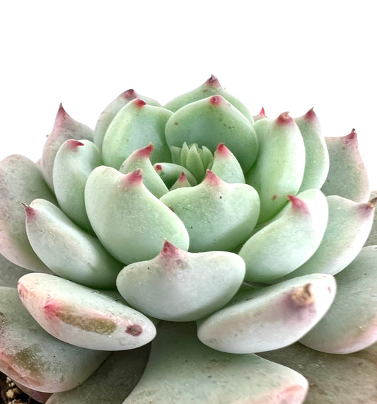 Echeveria cv SITIFUKUMIAMA succulent with pale green leaves and pink tips rosette
