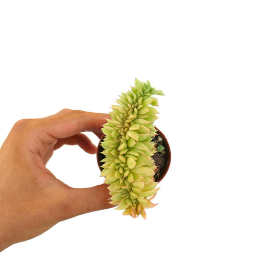 Echeveria cv “Capri Island” CRESTED succulent with dense, crested lime green rosette leaves held in hand