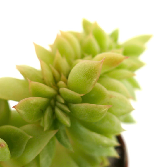 Echeveria cv “Capri Island” CRESTED succulent with clustered green pointed leaves and crested growth pattern