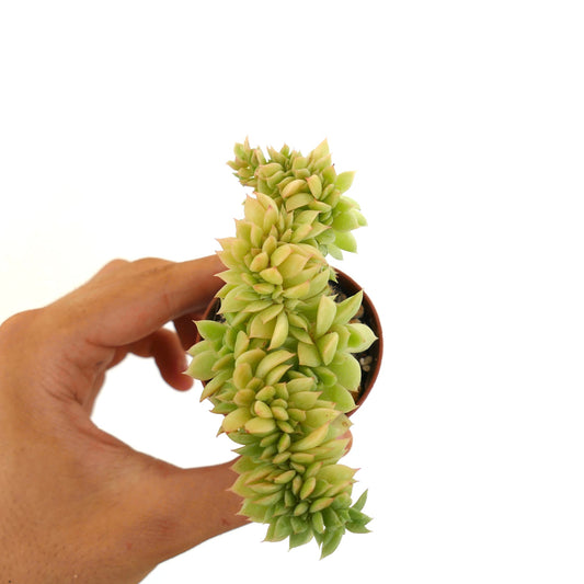 Echeveria cv “Capri Island” CRESTED succulent with clustered crested rosettes and pale green leaves