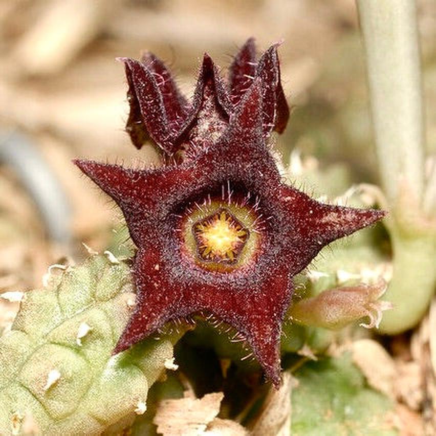 Echidnopsis repens rare succulent with dark star-shaped hairy flower and textured green stem