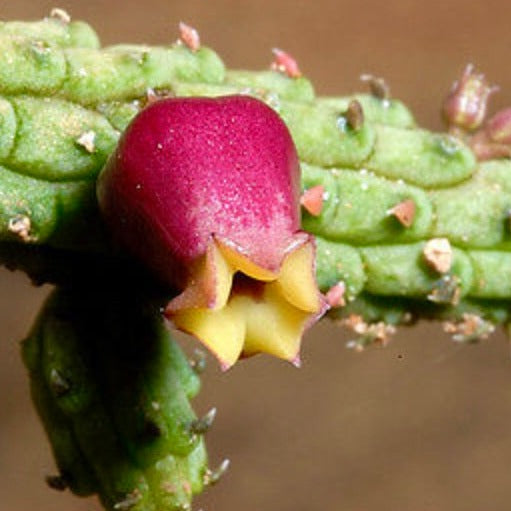 Echidnopsis ericiflora succulent with green segmented stems and vibrant red-yellow star-shaped flower