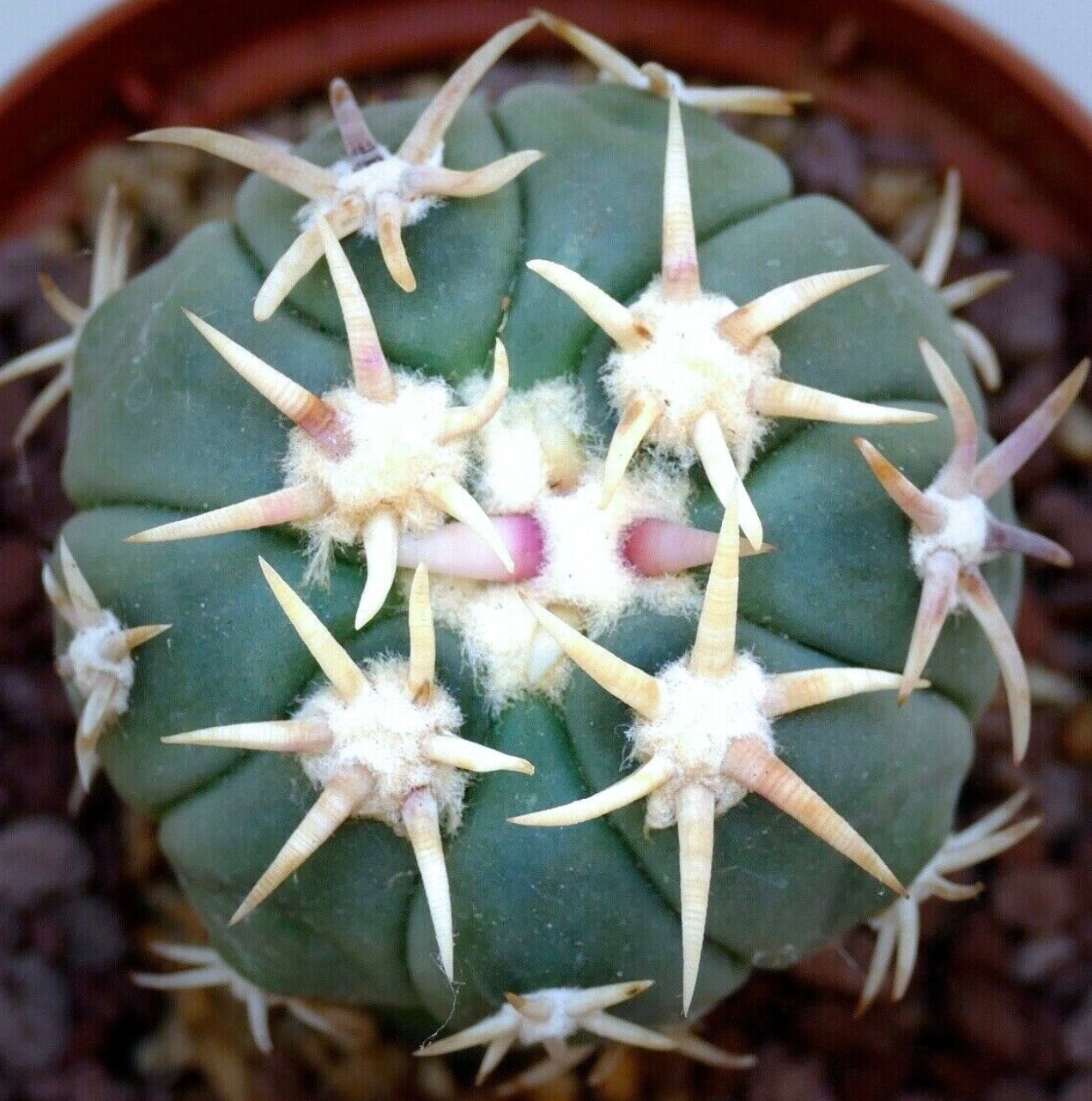 Echinocactus horizonthalonius cv SIROTOGE SUIHEIMARU succulent cactus with thick spines and woolly areoles