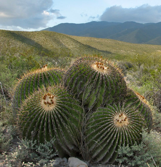 Echinocactus platyacanthus large round green cactus with prominent spines in desert landscape