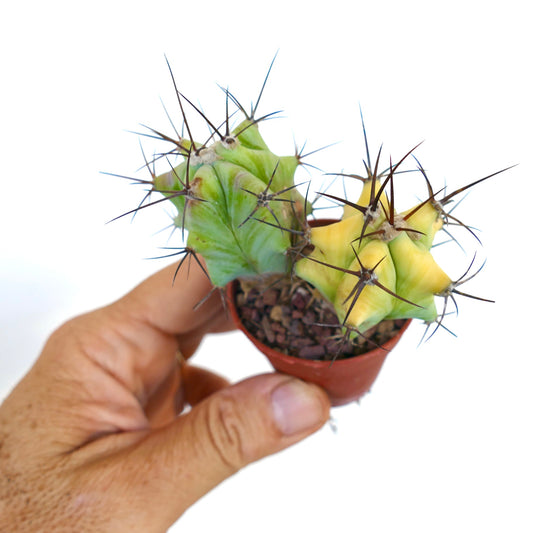Top view of paired Echinocactus grandis seedlings, showing contrasting green and variegated stems with sharp radial spines.