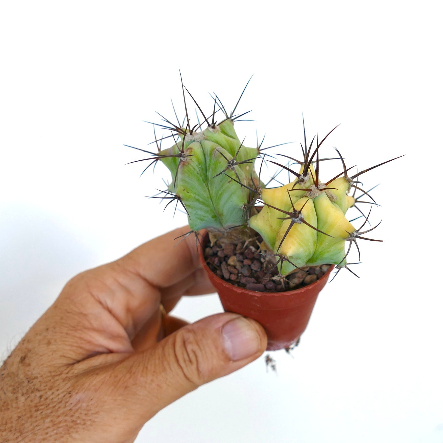 Hand holding a pot with two Echinocactus grandis, one displaying striking yellow variegation alongside a standard green plant.