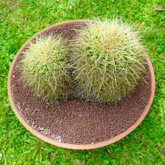 Echinocactus grusonii succulent cactus with two round green heads and dense yellow spines in pot