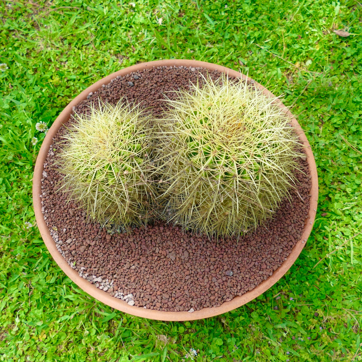 エキノカクタス・グルソニー 二つの頭を持つ丸い緑色のサボテン、濃密な黄色いトゲが特徴、鉢植え