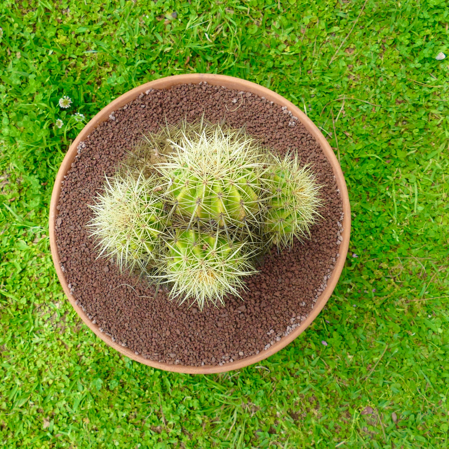 Echinocactus grusonii klynget kaktus med skarpe gule torner i terrakottapotte